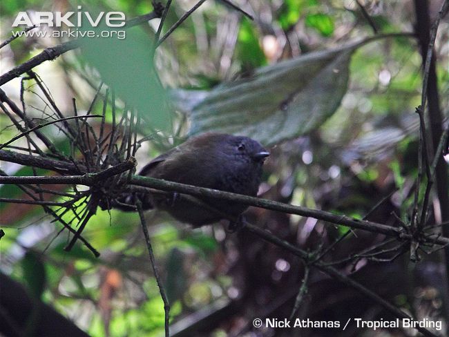 Pretty Gray antbird