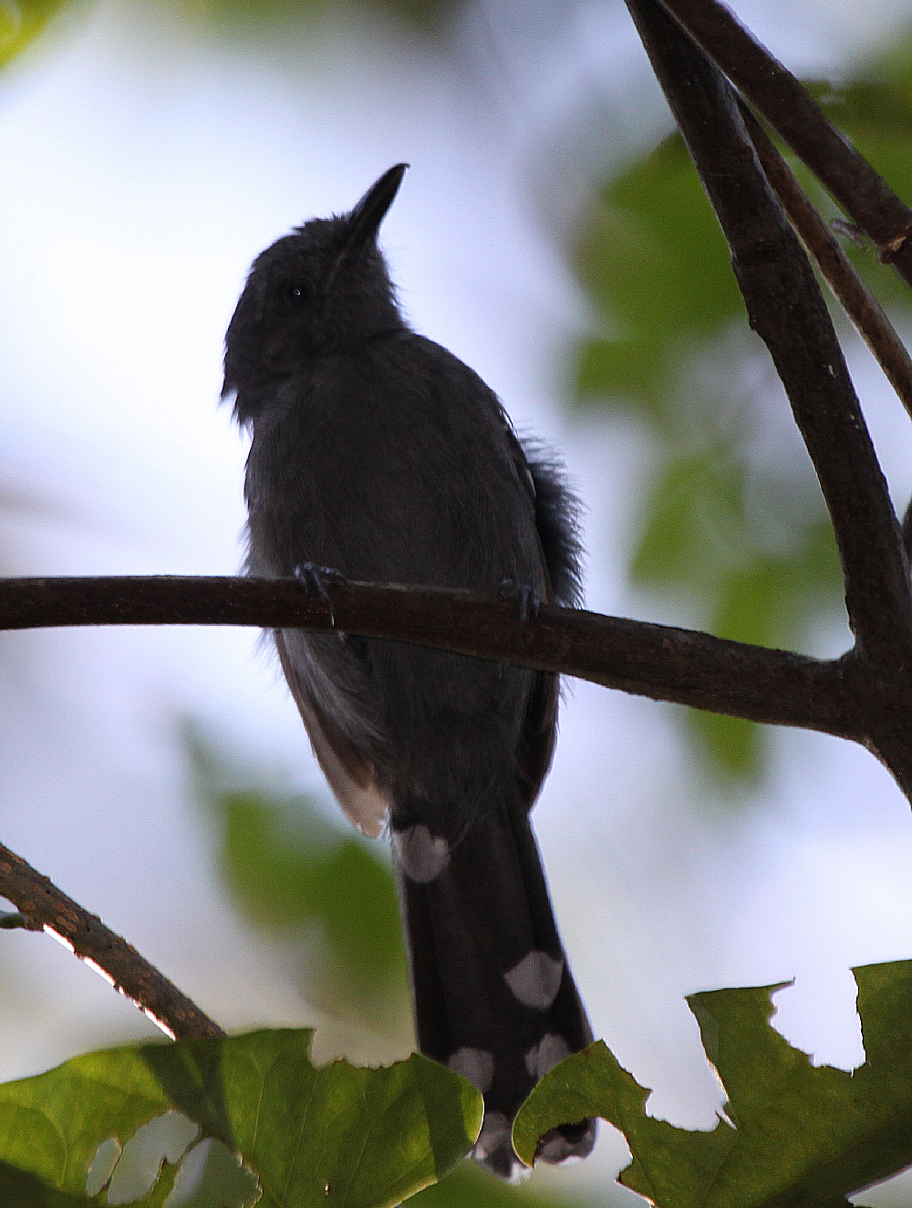 Pretty Gray antbird