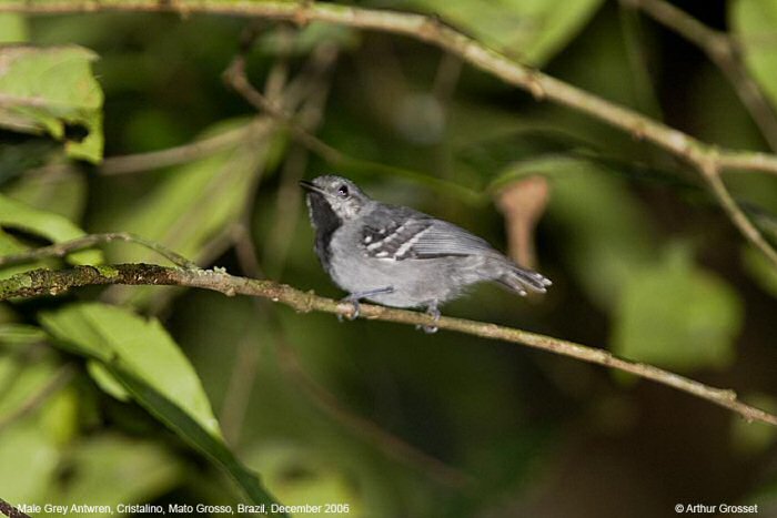 Gray antwren