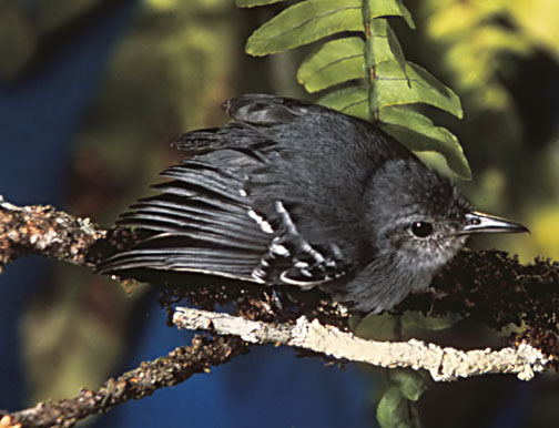 Pretty Gray antwren