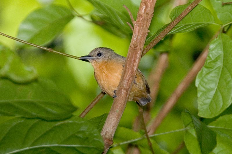 Pretty Gray antwren