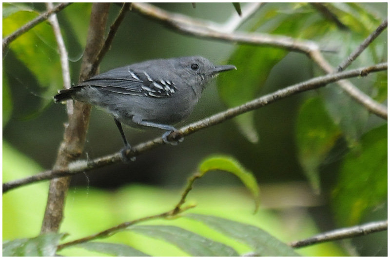 Pretty Gray antwren