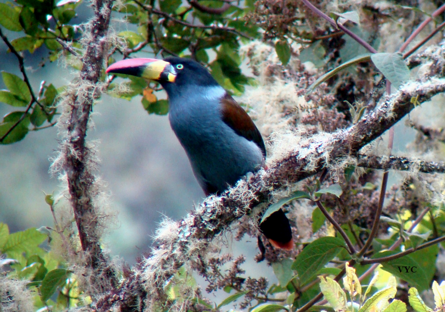 Pretty Gray-breasted mountain toucan
