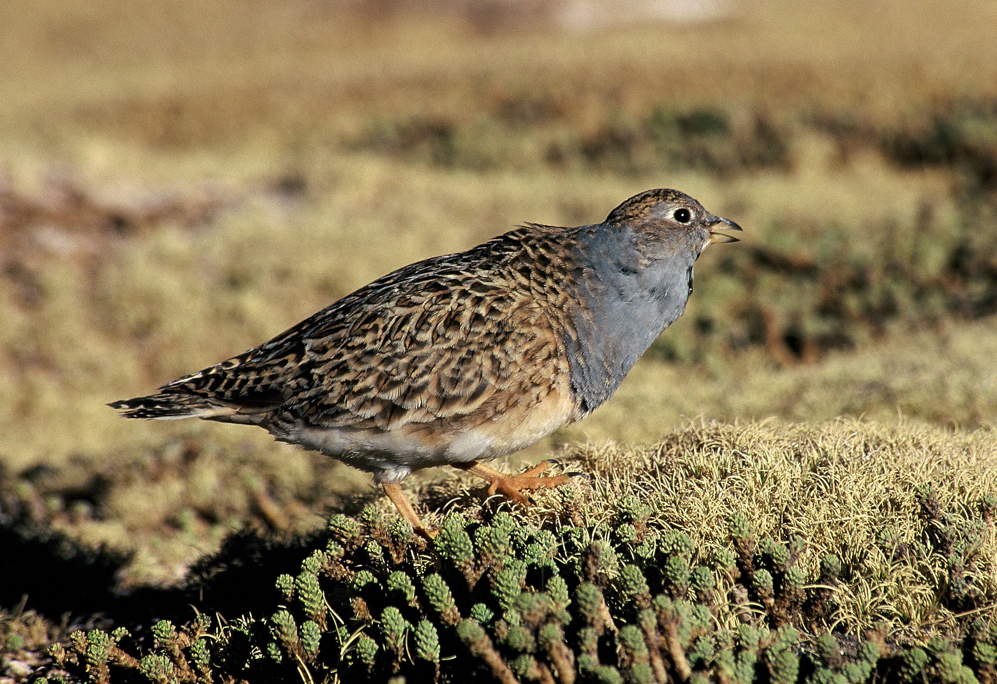 Pretty Gray-breasted seedsnipe