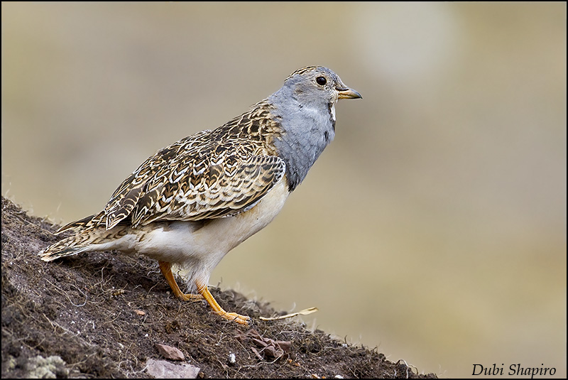 Pretty Gray-breasted seedsnipe