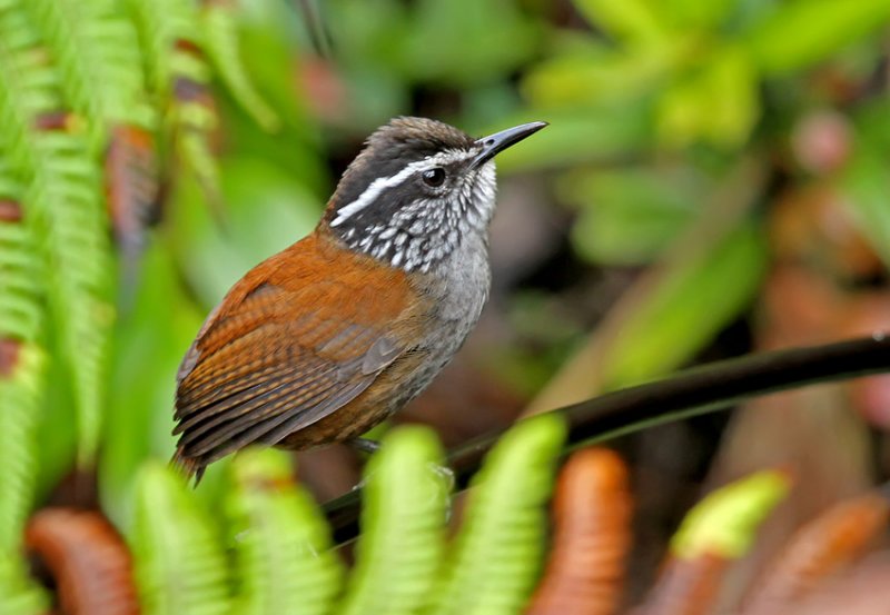 Pretty Gray-breasted wood wren
