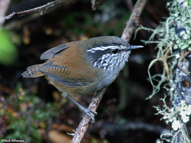 Pretty Gray-breasted wood wren
