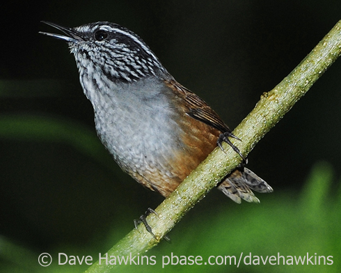 Pretty Gray-breasted wood wren
