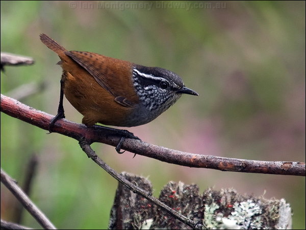 Pretty Gray-breasted wood wren