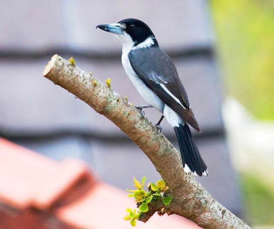 Gray butcherbird