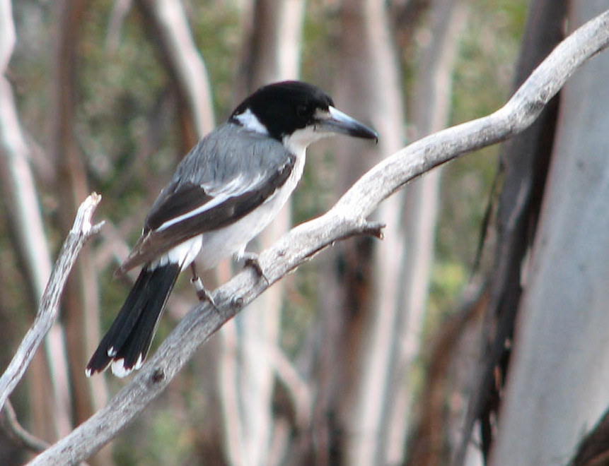 Pretty Gray butcherbird