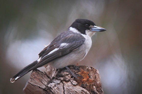 Pretty Gray butcherbird