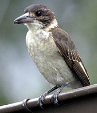 Pretty Gray butcherbird