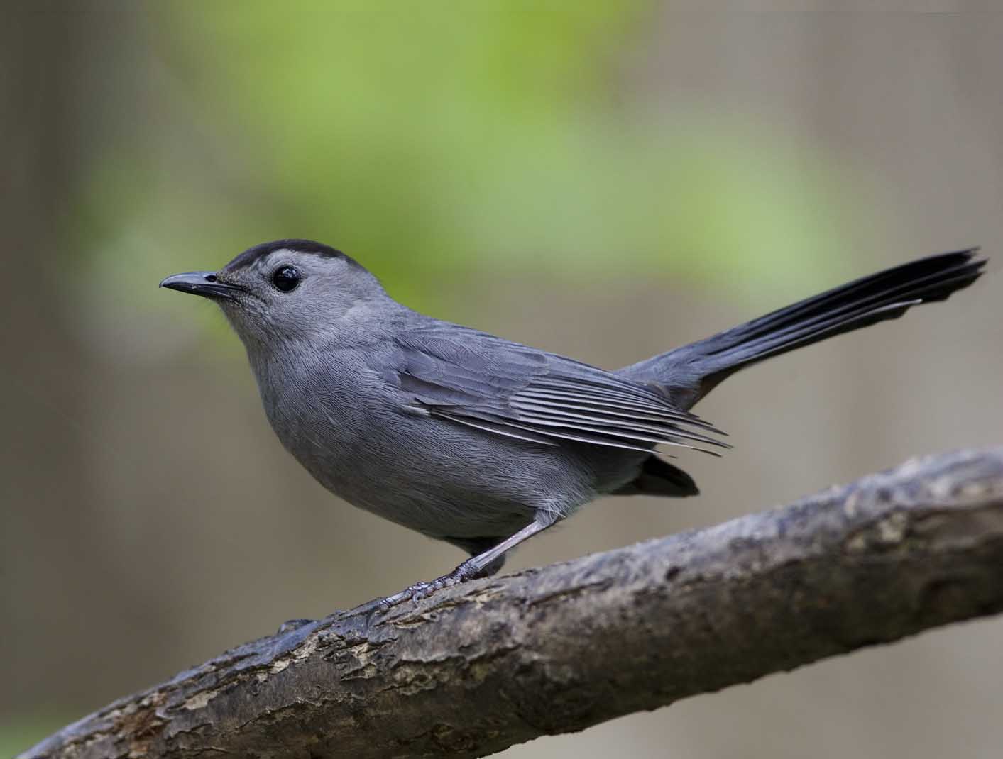 Pretty Gray catbird