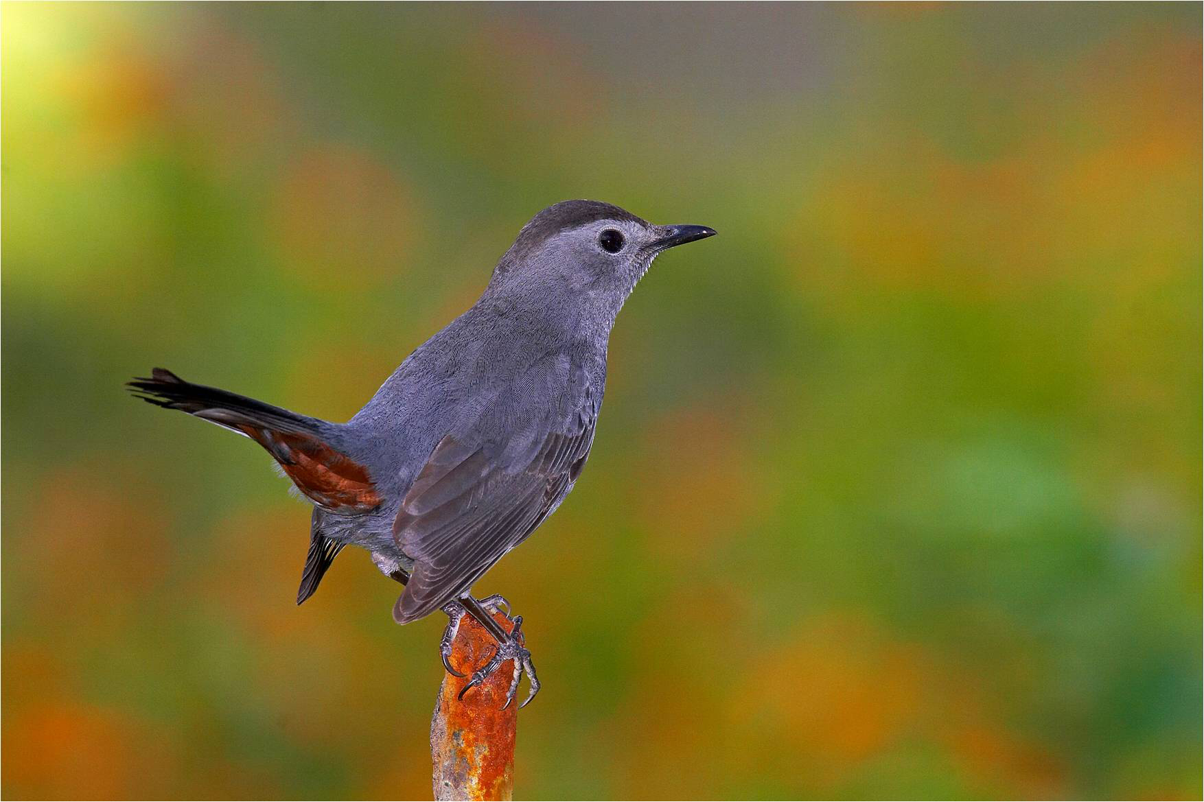 Pretty Gray catbird