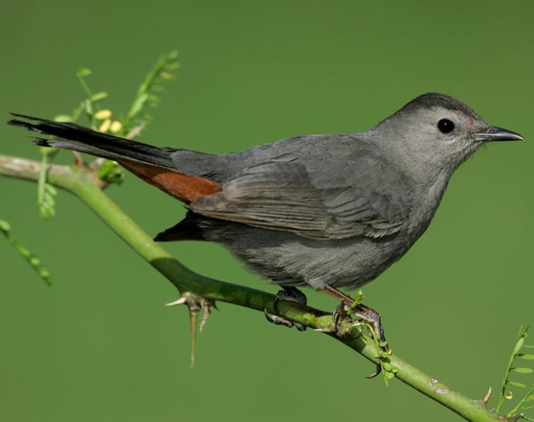 Pretty Gray catbird