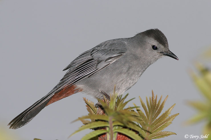 Pretty Gray catbird
