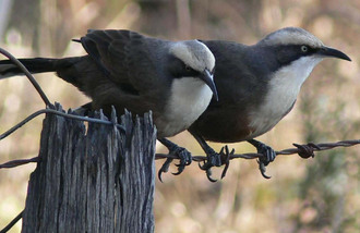 Gray-crowned babbler