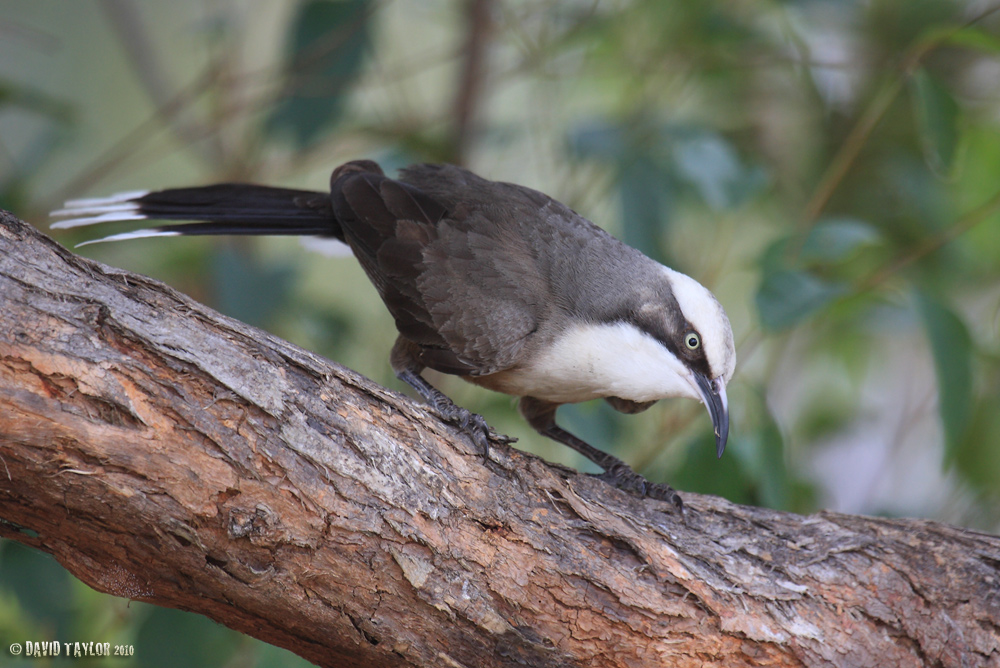 Pretty Gray-crowned babbler