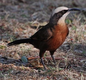 Pretty Gray-crowned babbler