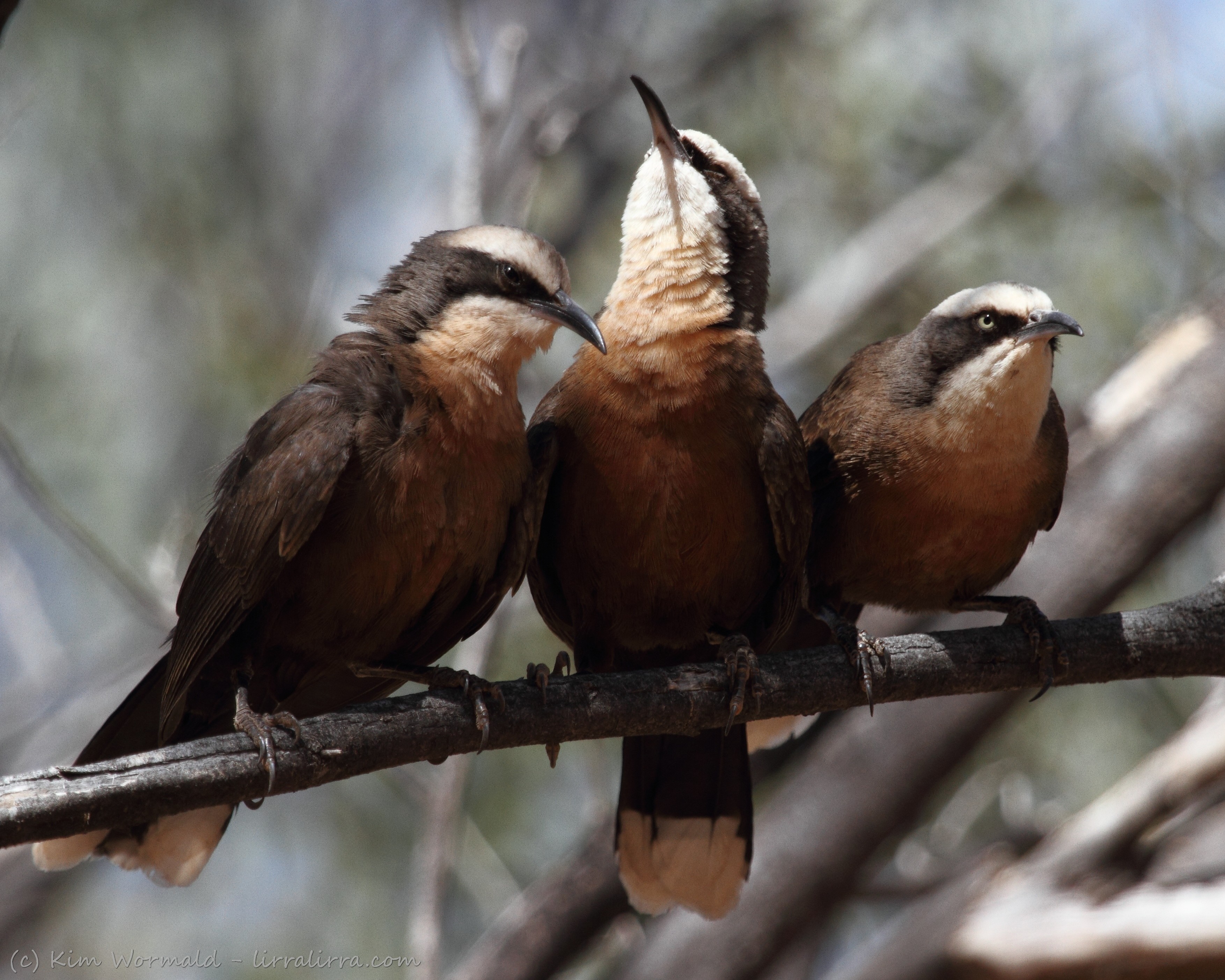 Pretty Gray-crowned babbler