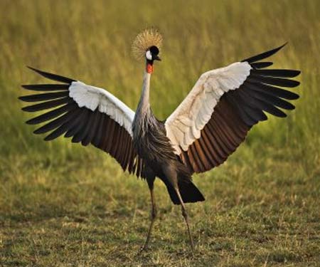 Pretty Gray crowned crane