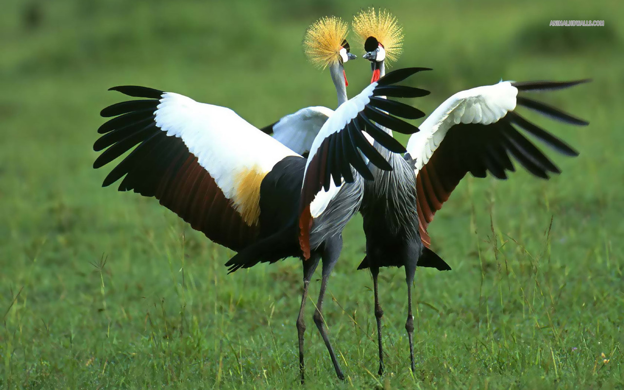Pretty Gray crowned crane