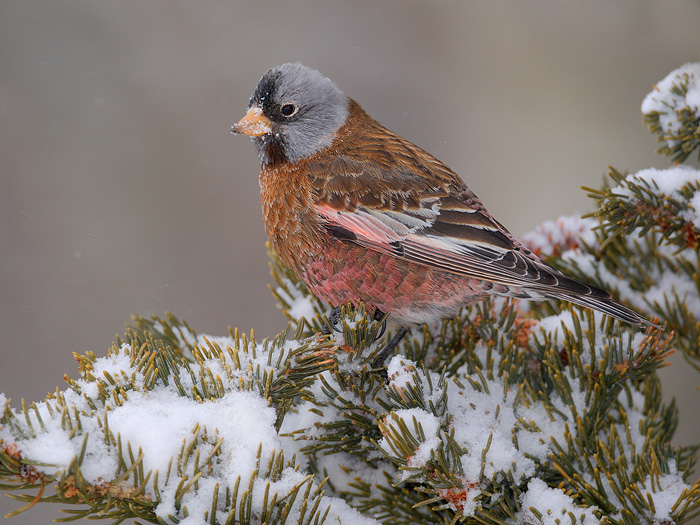 Gray-crowned rosy finch