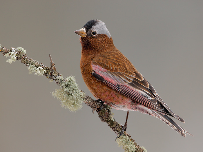 Pretty Gray-crowned rosy finch