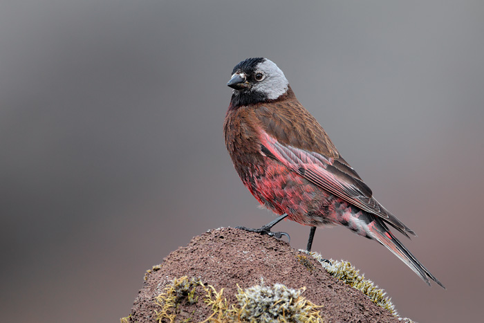 Pretty Gray-crowned rosy finch