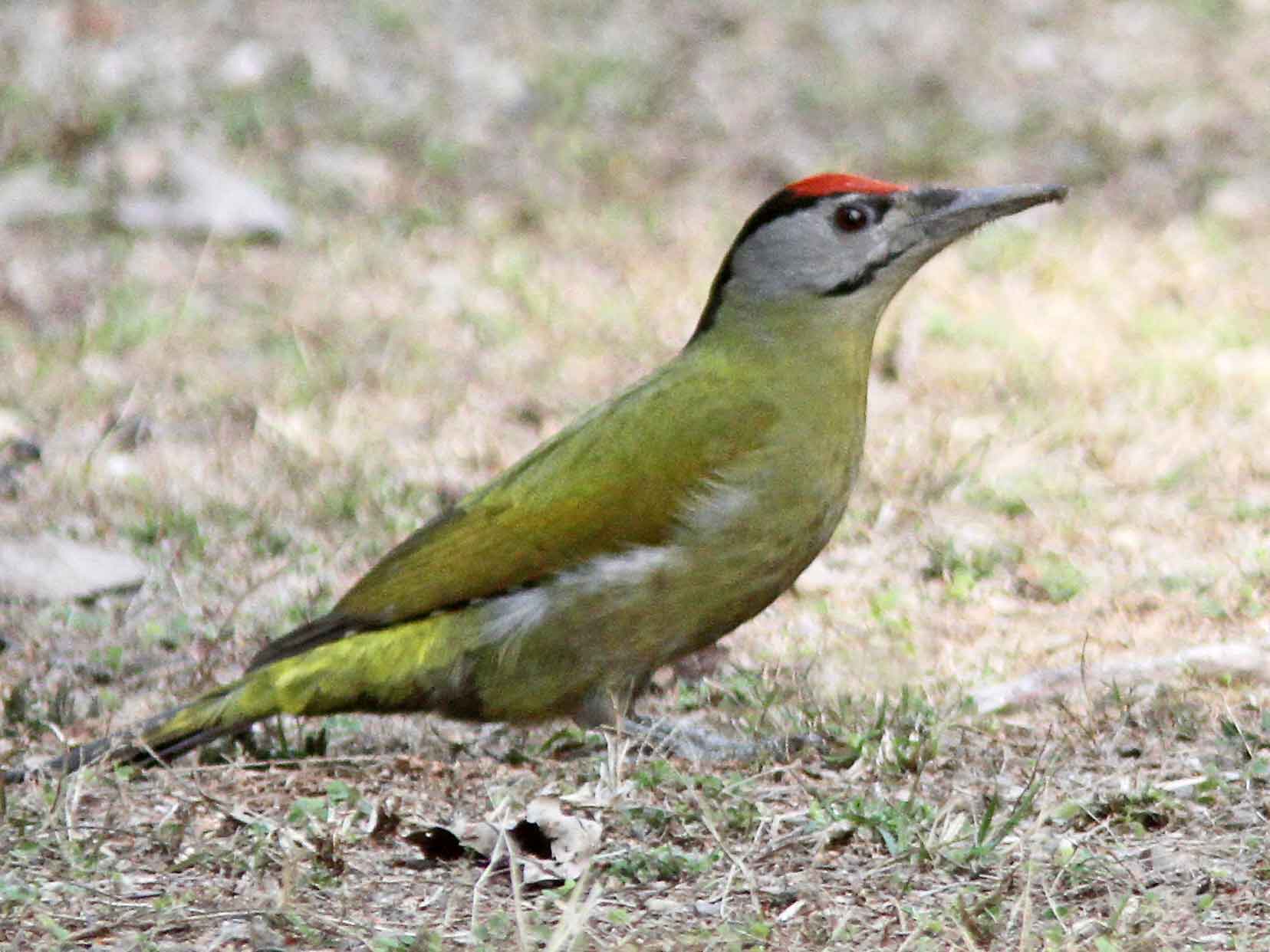 Pretty Gray-faced woodpecker