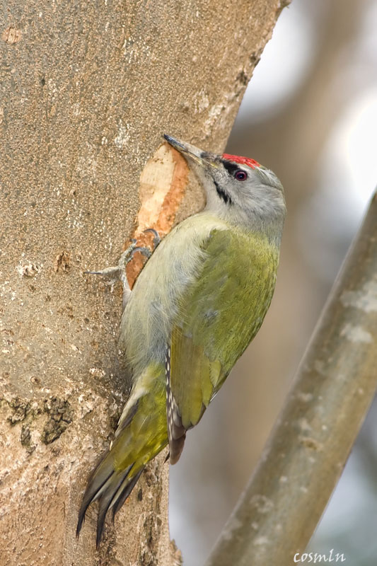 Pretty Gray-faced woodpecker