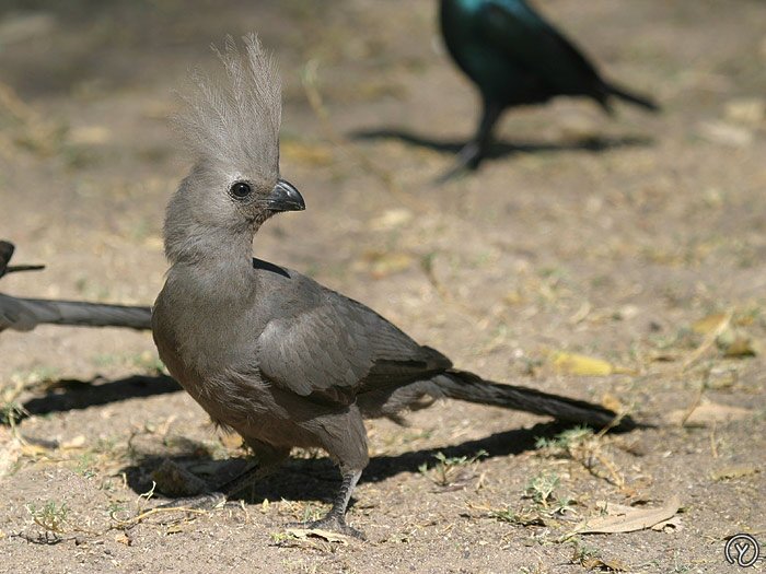 Gray go-away-bird