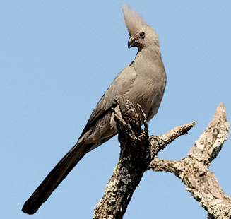 Pretty Gray go-away-bird