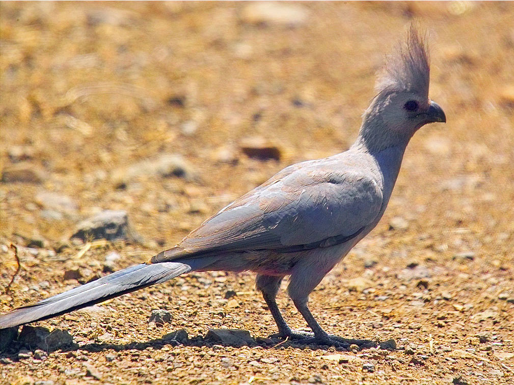 Pretty Gray go-away-bird
