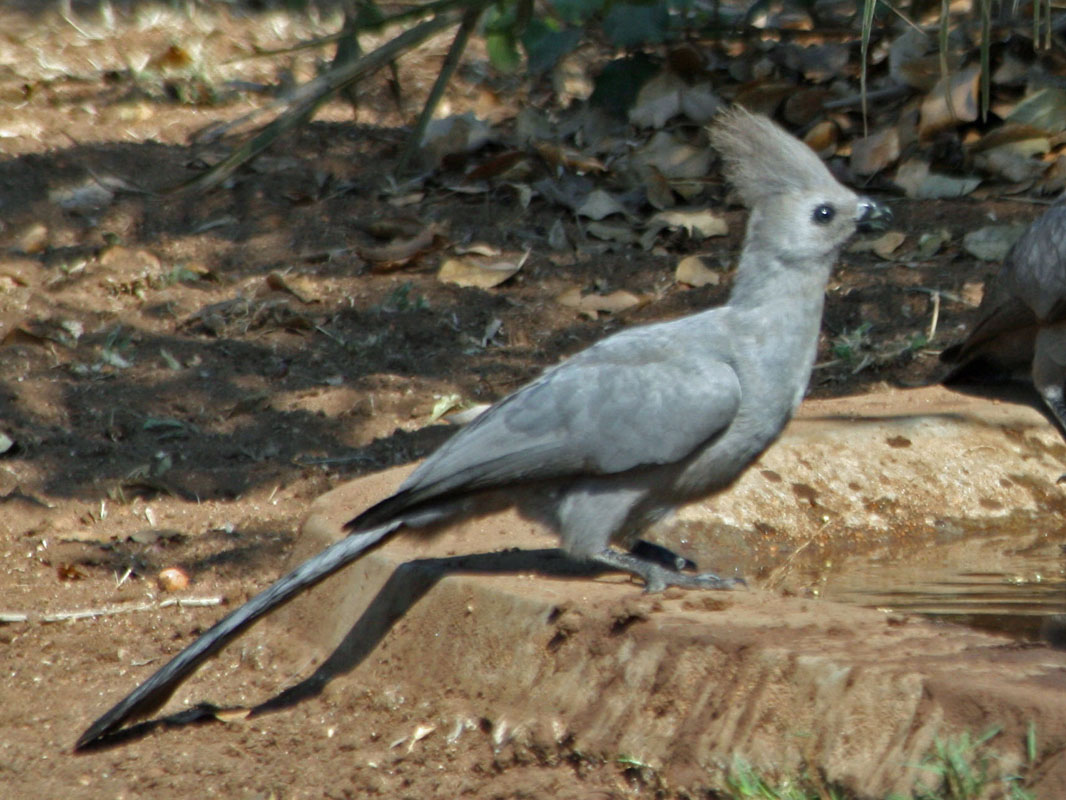 Pretty Gray go-away-bird