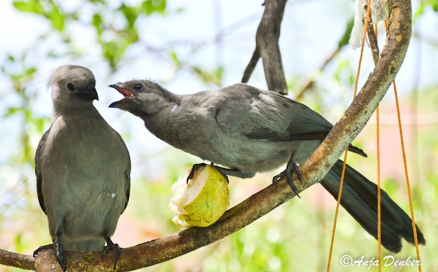 Pretty Gray go-away-bird