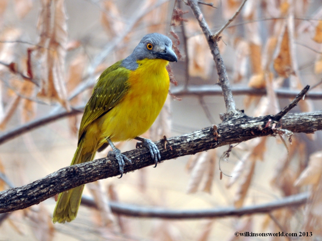 Gray-headed bush-shrike