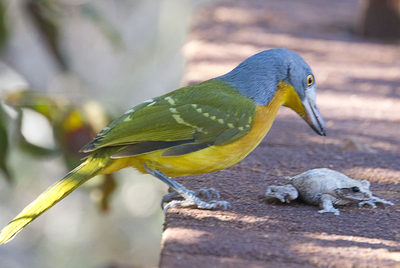 Pretty Gray-headed bush-shrike