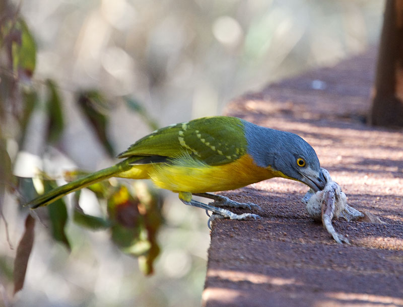 Pretty Gray-headed bush-shrike