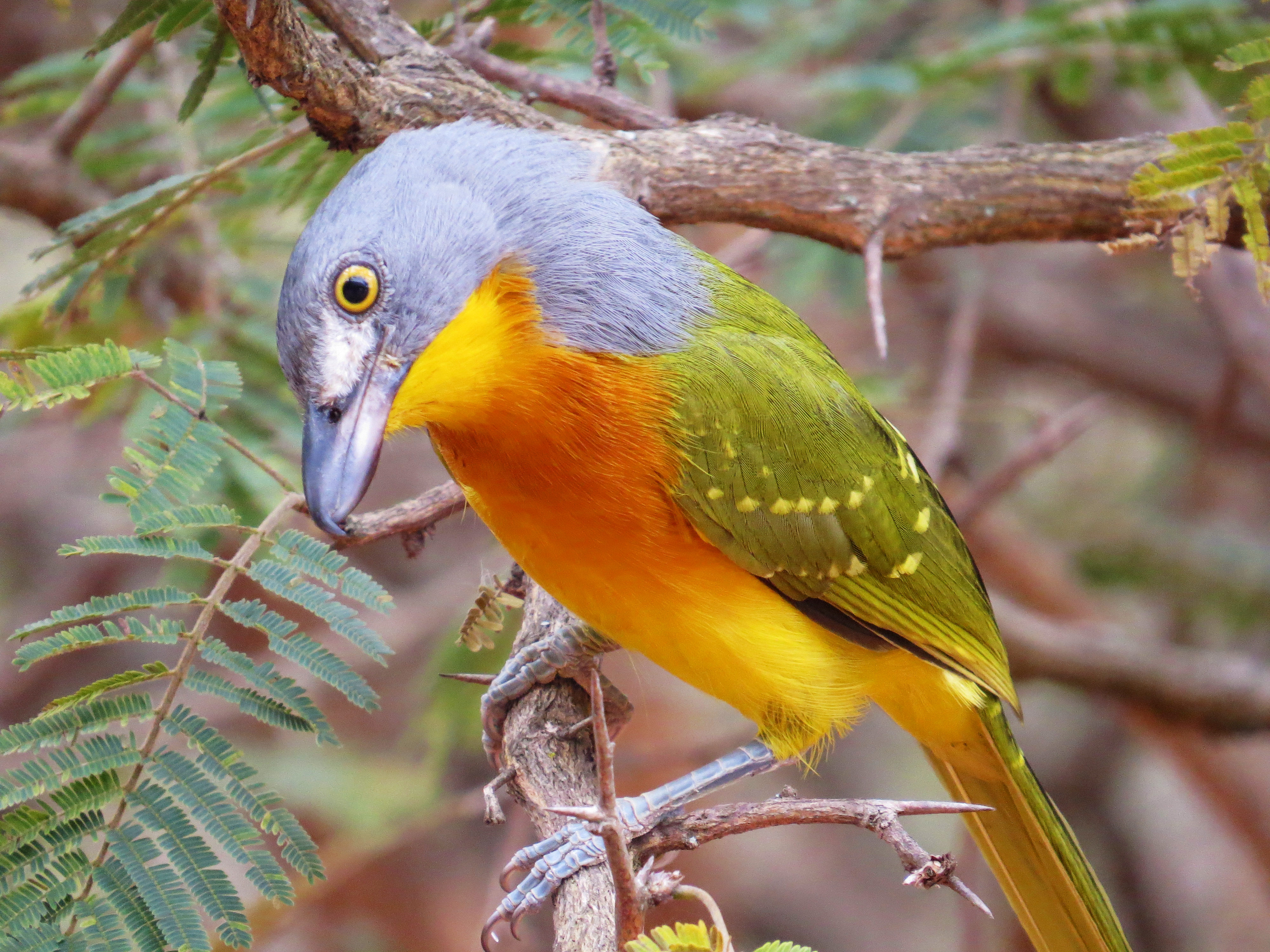 Pretty Gray-headed bush-shrike