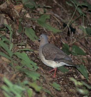 Gray-headed dove