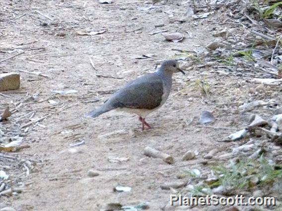 Pretty Gray-headed dove