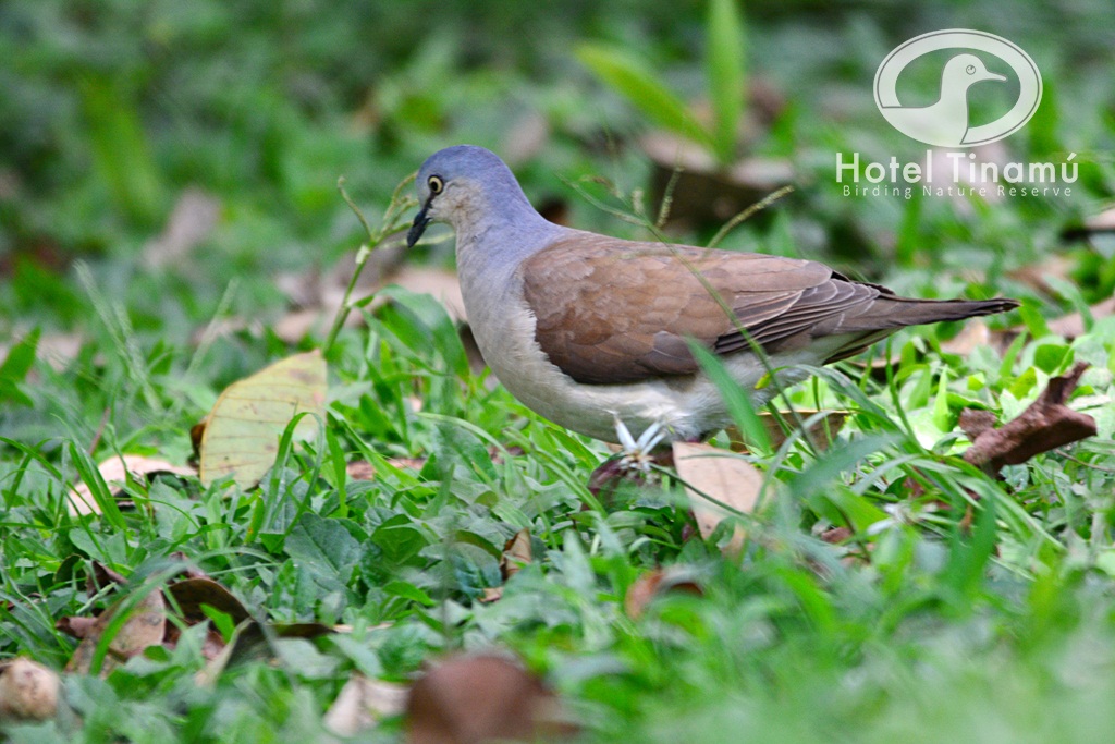Pretty Gray-headed dove