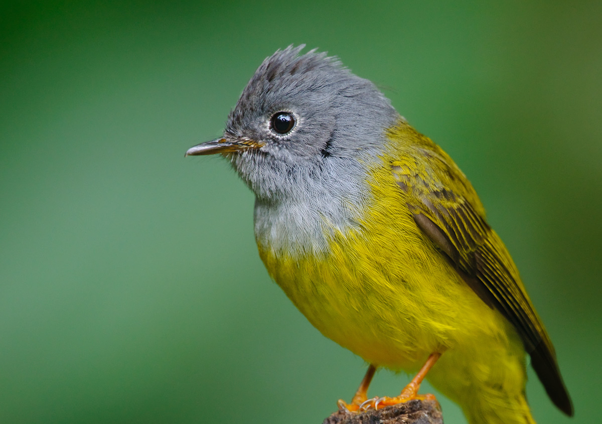 Pretty Gray-headed flycatcher