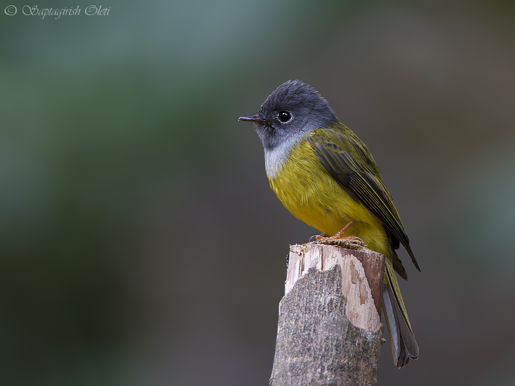 Pretty Gray-headed flycatcher