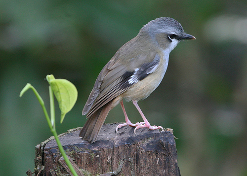 Gray-headed robin