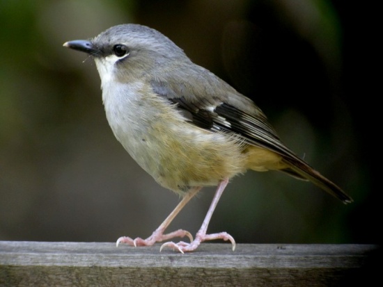 Pretty Gray-headed robin