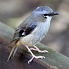 Pretty Gray-headed robin