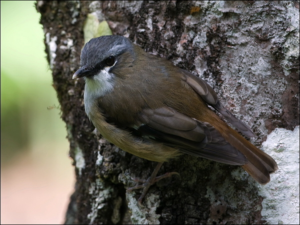 Pretty Gray-headed robin